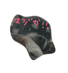 チワワン（個別スタンプ：3）