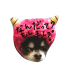 チワワン（個別スタンプ：5）