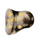 チワワン（個別スタンプ：7）