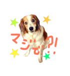 コイケルホンドの『ぽむたん』（個別スタンプ：3）