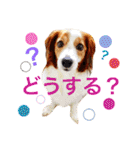 コイケルホンドの『ぽむたん』（個別スタンプ：4）