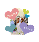 コイケルホンドの『ぽむたん』（個別スタンプ：10）
