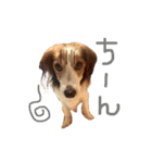 コイケルホンドの『ぽむたん』（個別スタンプ：17）