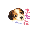 コイケルホンドの『ぽむたん』（個別スタンプ：31）