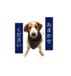 コイケルホンドの『ぽむたん』（個別スタンプ：35）