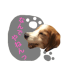 コイケルホンドの『ぽむたん』（個別スタンプ：37）