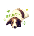 コイケルホンドの『ぽむたん』（個別スタンプ：40）