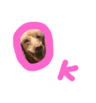 愛犬プリン（個別スタンプ：2）
