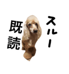 愛犬プリン（個別スタンプ：4）