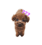 トイプードルSANDY（個別スタンプ：4）