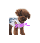 トイプードルSANDY（個別スタンプ：5）