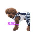 トイプードルSANDY（個別スタンプ：15）