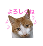 もんちゃんのスタンプ 日常編2（個別スタンプ：9）