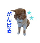 もんちゃんのスタンプ 日常編2（個別スタンプ：15）