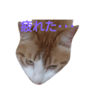 もんちゃんのスタンプ 日常編2（個別スタンプ：16）