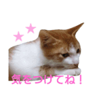 もんちゃんのスタンプ 日常編2（個別スタンプ：17）