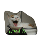 ツバサ0117（個別スタンプ：1）