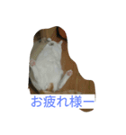 ツバサ0117（個別スタンプ：4）