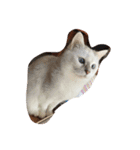 きゃわねこちゃんず（個別スタンプ：1）