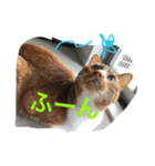 きゃわねこちゃんず（個別スタンプ：2）