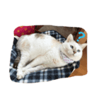 きゃわねこちゃんず（個別スタンプ：3）