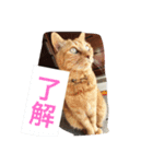 きゃわねこちゃんず（個別スタンプ：4）