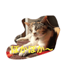 きゃわねこちゃんず（個別スタンプ：5）