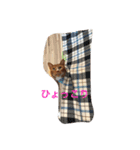 きゃわねこちゃんず（個別スタンプ：6）