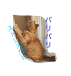 きゃわねこちゃんず（個別スタンプ：8）