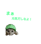 猫のキトさん2（個別スタンプ：1）
