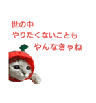 猫のキトさん2（個別スタンプ：2）