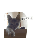 猫のキトさん2（個別スタンプ：4）
