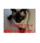 猫のキトさん2（個別スタンプ：8）