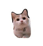 猫のルーク様スタンプ（個別スタンプ：1）