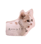 猫のルーク様スタンプ（個別スタンプ：2）