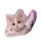 猫のルーク様スタンプ（個別スタンプ：6）