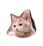 猫のルーク様スタンプ（個別スタンプ：7）