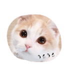 猫のルーク様スタンプ（個別スタンプ：9）