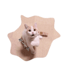 猫のルーク様スタンプ（個別スタンプ：11）