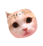 猫のルーク様スタンプ（個別スタンプ：12）