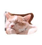 猫のルーク様スタンプ（個別スタンプ：13）