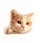 猫のルーク様スタンプ（個別スタンプ：15）