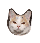 猫のルーク様スタンプ（個別スタンプ：16）