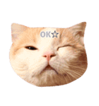 猫のルーク様スタンプ（個別スタンプ：17）