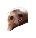 猫のルーク様スタンプ（個別スタンプ：20）