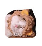 猫のルーク様スタンプ（個別スタンプ：22）