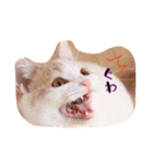 猫のルーク様スタンプ（個別スタンプ：23）