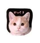 猫のルーク様スタンプ（個別スタンプ：24）