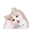 猫のルーク様スタンプ（個別スタンプ：28）
