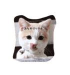 猫のルーク様スタンプ（個別スタンプ：29）
